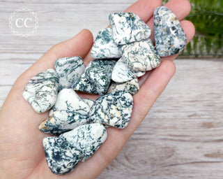 Tree Agate Tumbled Crystals in hand