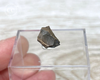 Triceratops Tooth #4