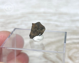 Triceratops Tooth #4