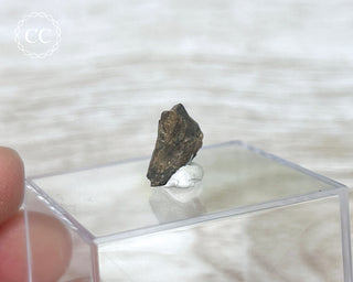 Triceratops Tooth #4