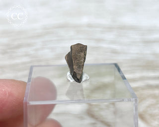 Triceratops Tooth #4