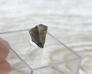 Triceratops Tooth #4