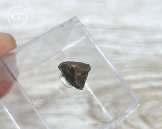 Triceratops Tooth #4