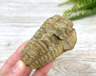 Trilobite Fossil