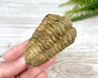 Trilobite Fossil