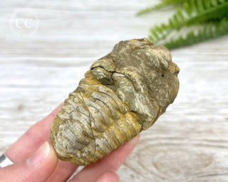 Trilobite Fossil