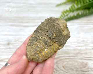 Trilobite Fossil