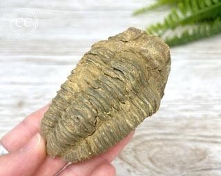 Trilobite Fossil