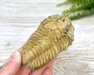 Trilobite Fossil