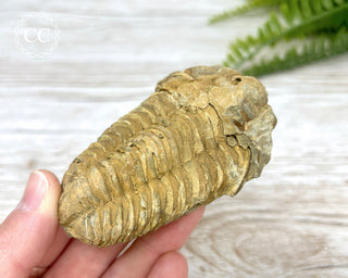 Trilobite Fossil