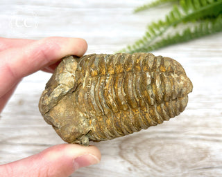 Trilobite Fossil