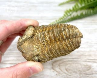 Trilobite Fossil