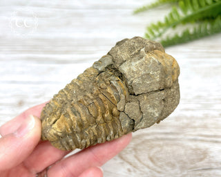 Trilobite Fossil