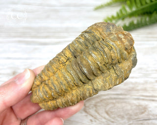 Trilobite Fossil