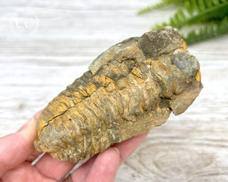 Trilobite Fossil