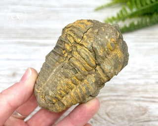 Trilobite Fossil