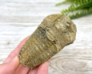 Trilobite Fossil