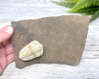 Trilobite Track Fossil #1