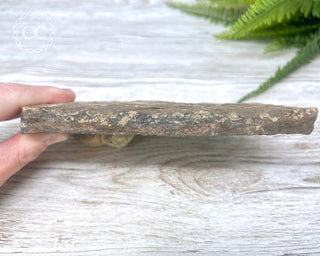 Trilobite Track Fossil #1