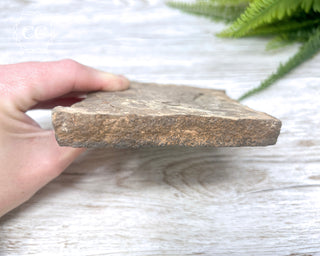 Trilobite Track Fossil #1
