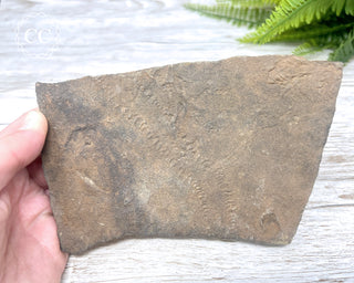 Trilobite Track Fossil #1