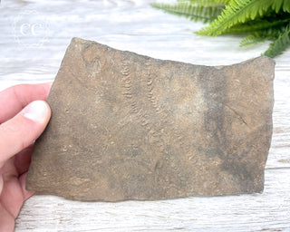Trilobite Track Fossil #1