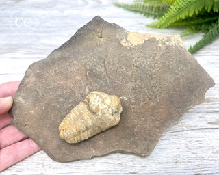 Trilobite Track Fossil #2