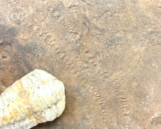 Trilobite Track Fossil #1