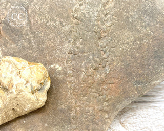 Trilobite Track Fossil #2