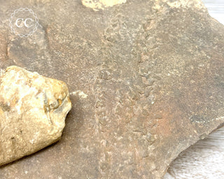 Trilobite Track Fossil #2