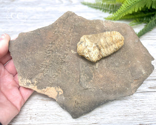 Trilobite Track Fossil #2