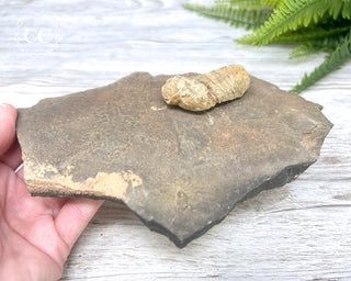 Trilobite Track Fossil #2