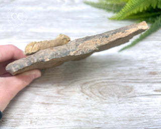 Trilobite Track Fossil #2