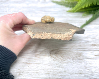 Trilobite Track Fossil #2