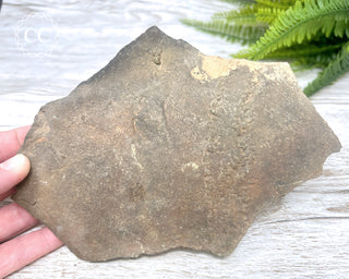 Trilobite Track Fossil #2