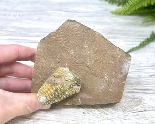 Trilobite Track Fossil #3