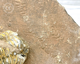 Trilobite Track Fossil #3