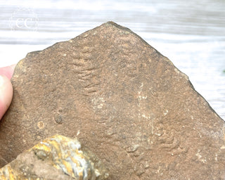 Trilobite Track Fossil #3
