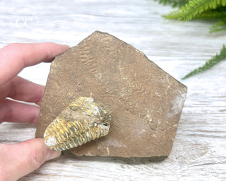 Trilobite Track Fossil #3