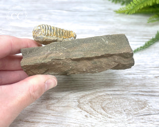 Trilobite Track Fossil #3