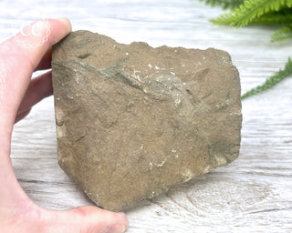 Trilobite Track Fossil #3