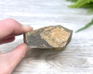 Trilobite Track Fossil #3