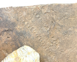 Trilobite Track Fossil #1