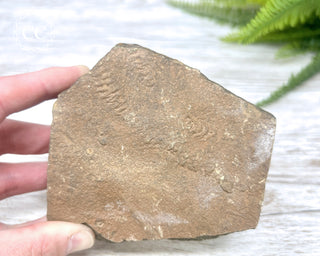 Trilobite Track Fossil #3