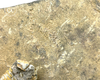 Trilobite Track Fossil #4