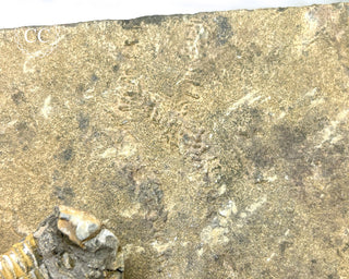 Trilobite Track Fossil #4
