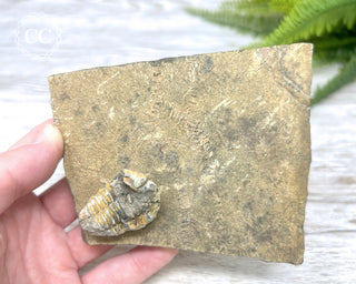 Trilobite Track Fossil #4