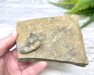 Trilobite Track Fossil #4