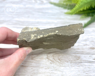 Trilobite Track Fossil #4