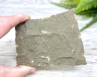 Trilobite Track Fossil #4